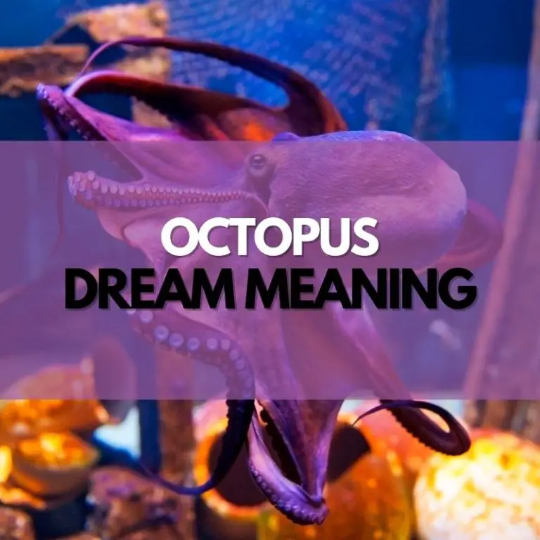 Octopus Dream Meaning Symbol Genie
