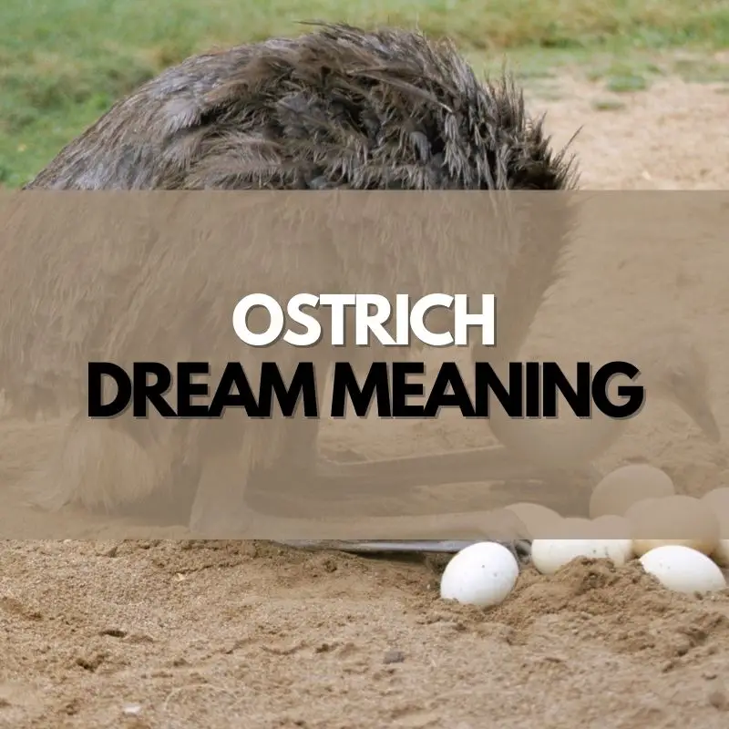 ostrich dream meaning