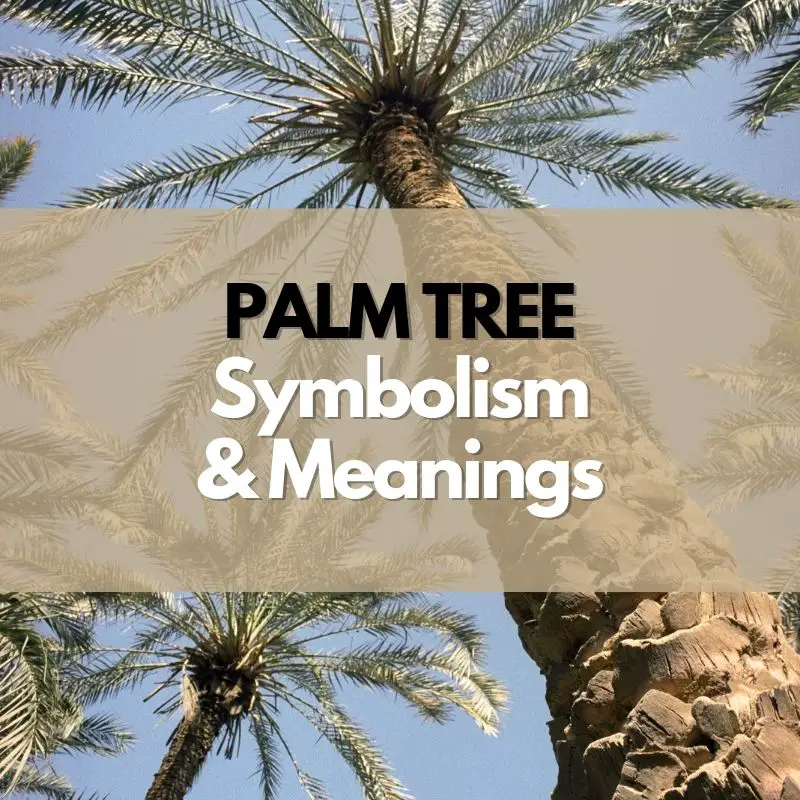 palm tree symbolism and meaning