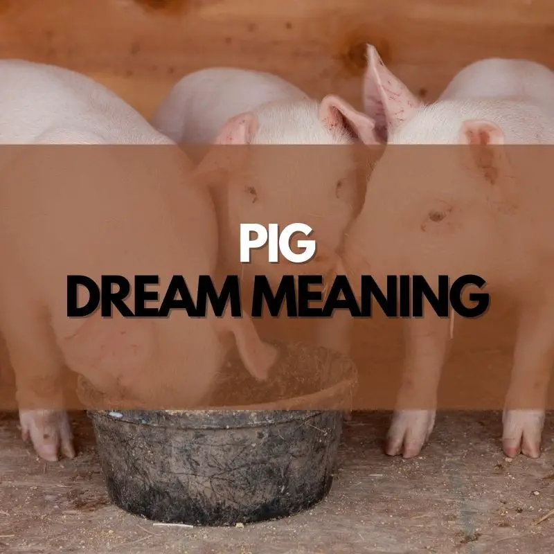 pig dream meaning