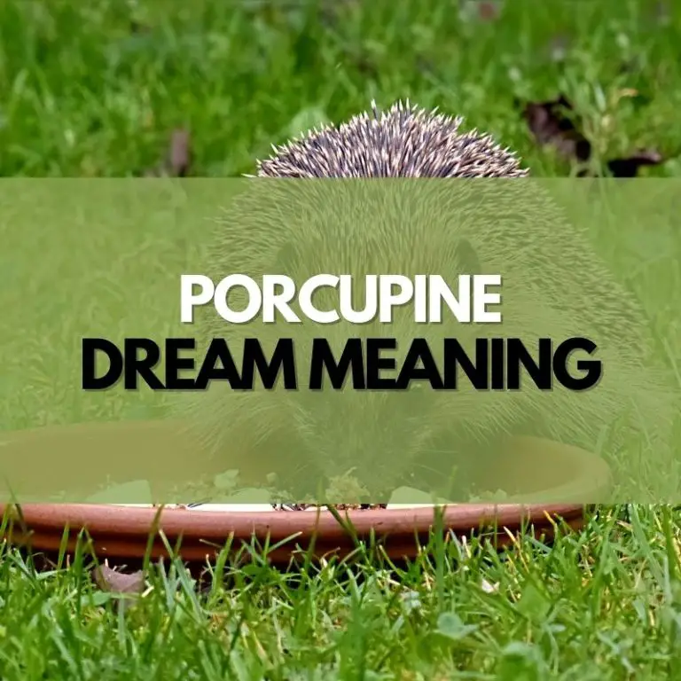 Porcupine Dream Meaning Symbol Genie