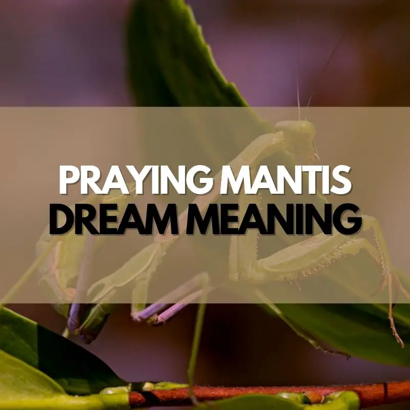 praying mantis dream meaning