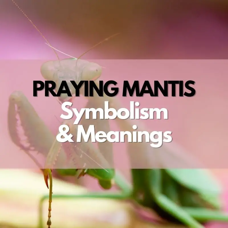 praying mantis symbolism and meaning