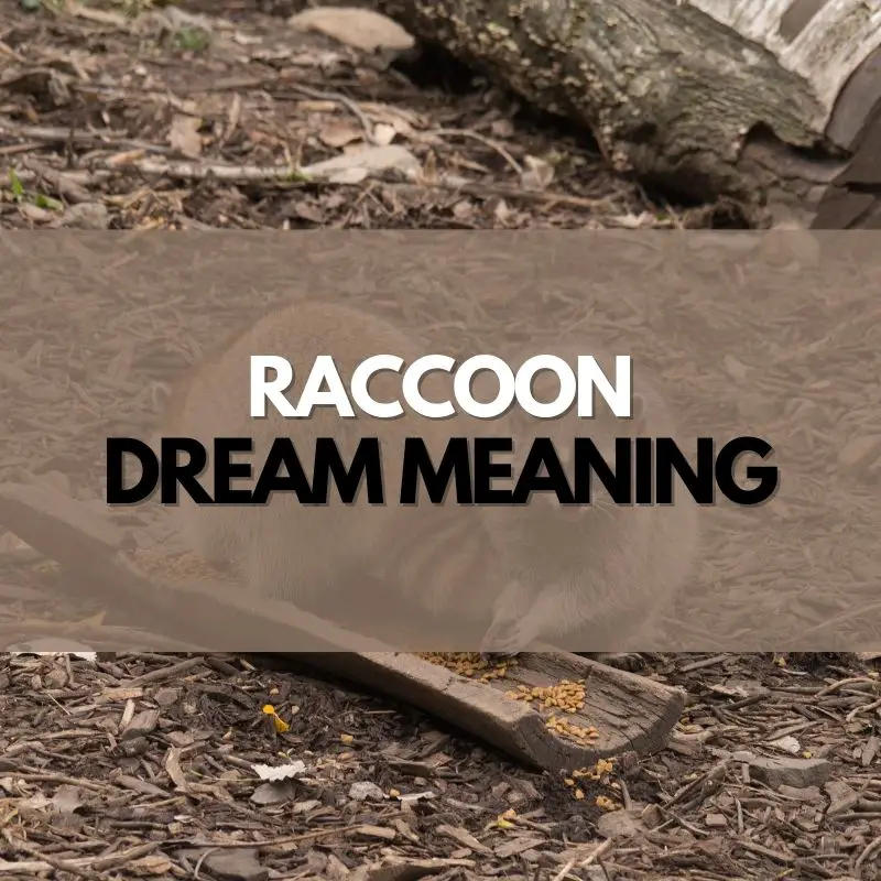 raccoon dream meaning