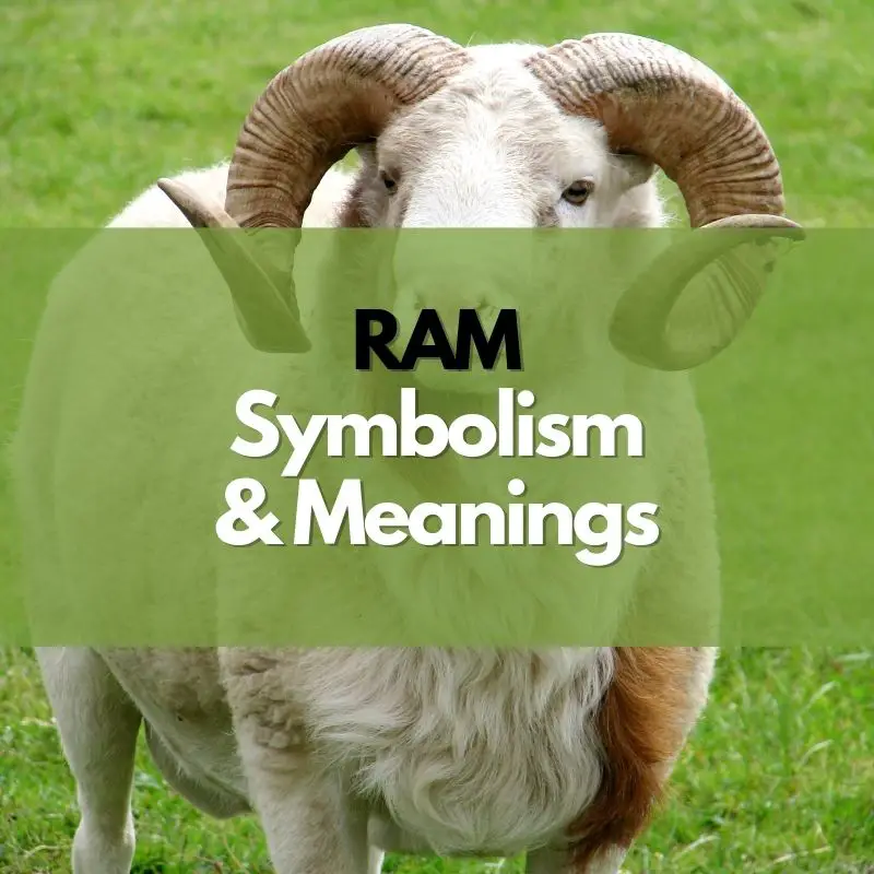 ram symbolism and meaning
