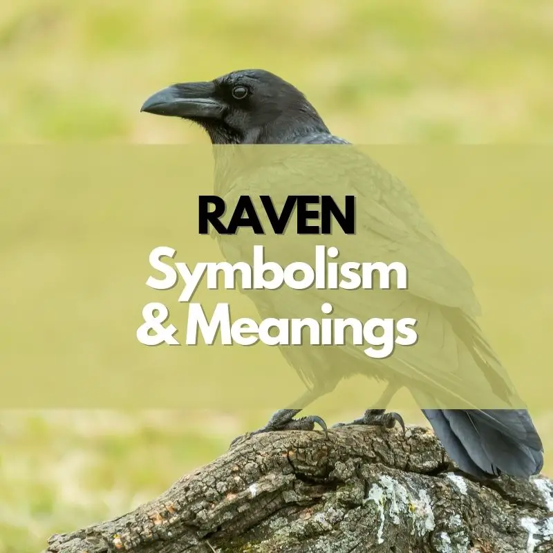 raven symbolism and meaning