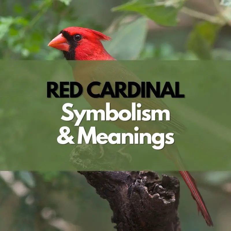 red cardinal symbolism and meaning