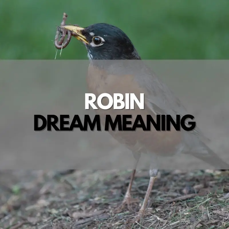 robin dream meaning