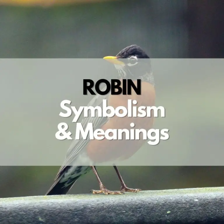 What Does a Robin Symbolize? Symbol Genie
