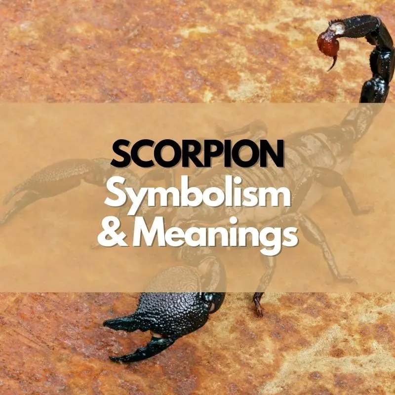 scorpion symbolism and meaning