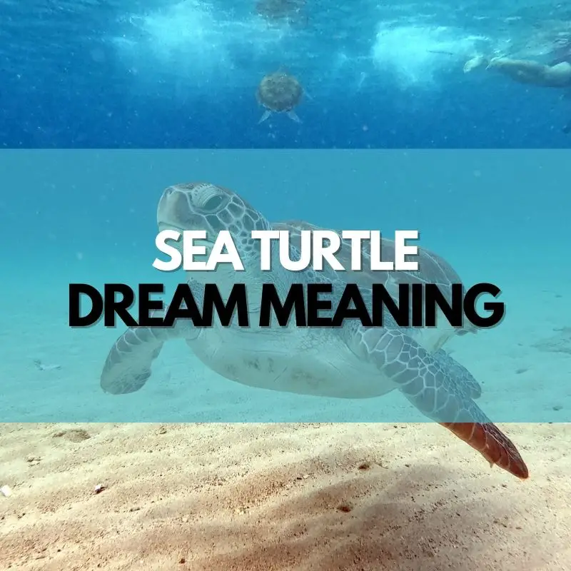 sea turtle dream meaning