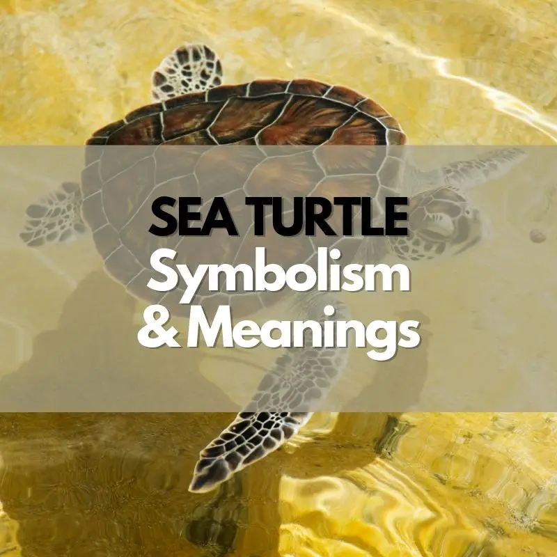 sea turtle symbolism and meaning