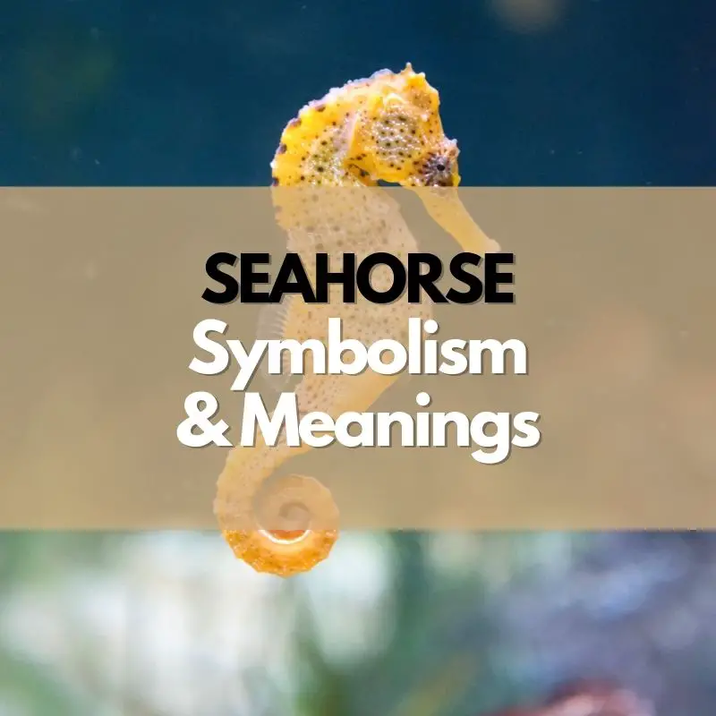 seahorse symbolism and meaning