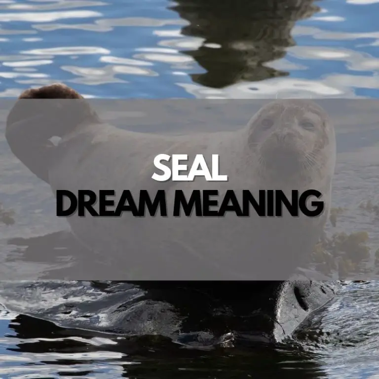 Seal Dream Meaning Symbol Genie