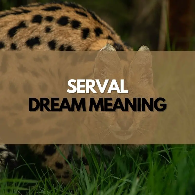 serval dream meaning