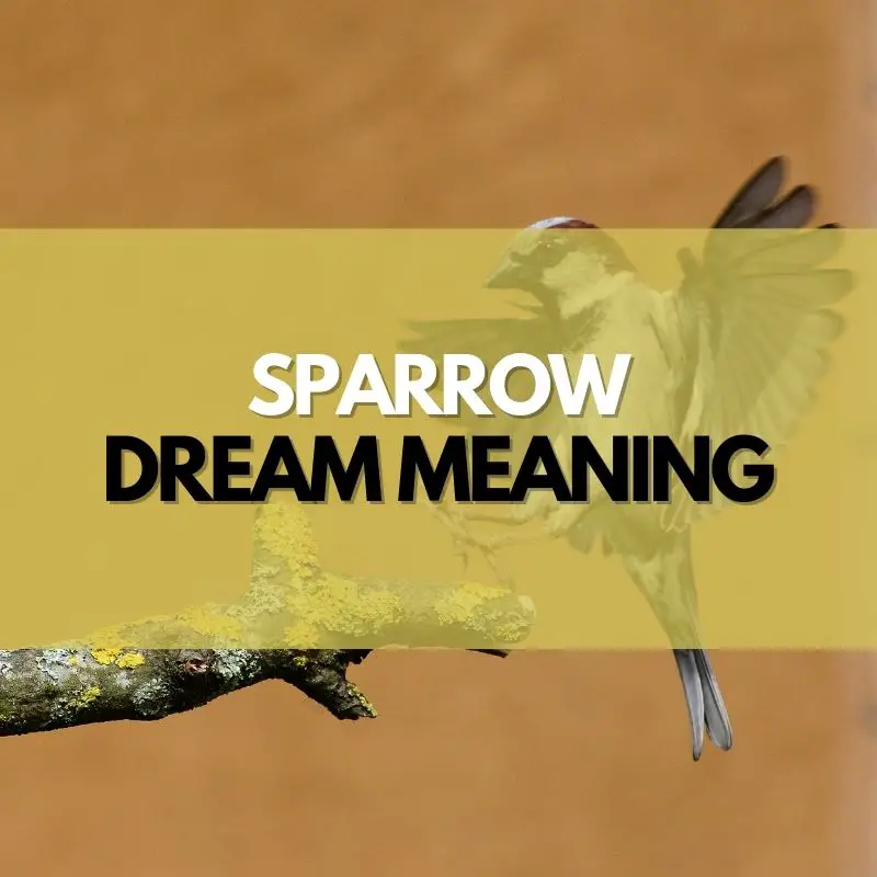 sparrow dream meaning