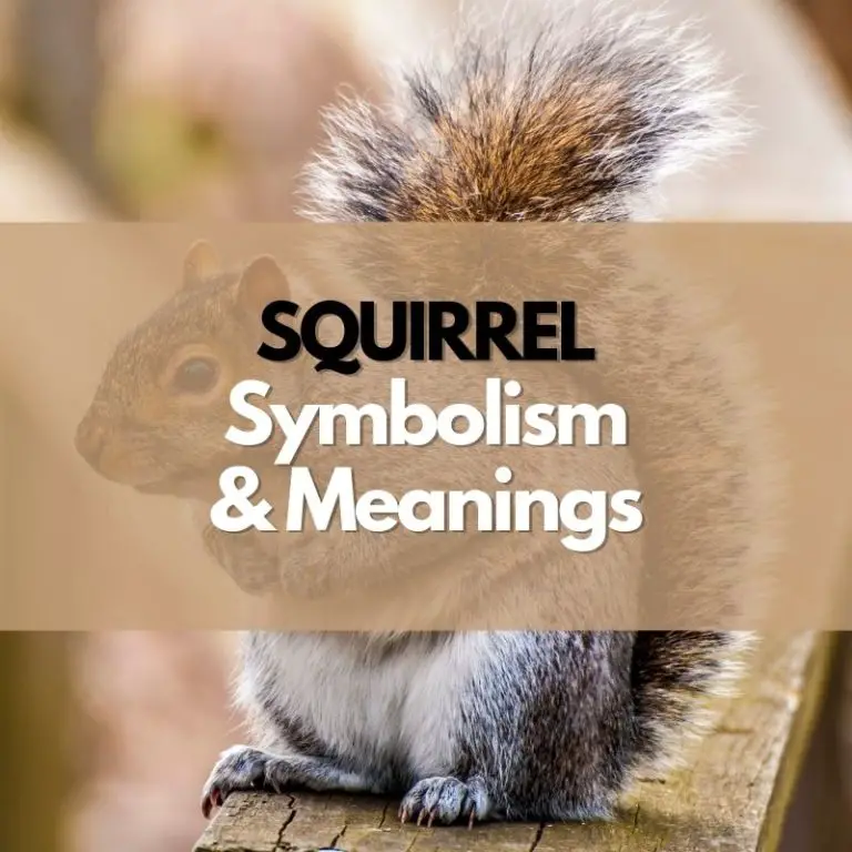 What Does a Squirrel Symbolize? Symbol Genie