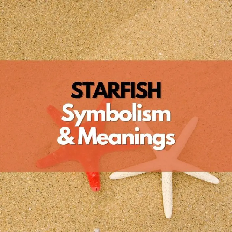 What Does a Starfish Symbolize?