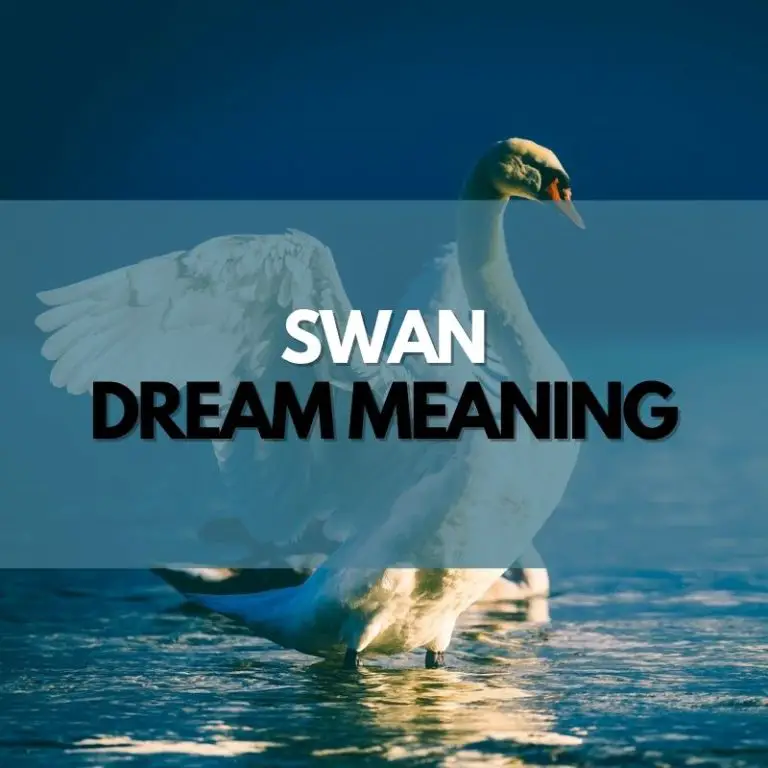Swan Dream Meaning Symbol Genie