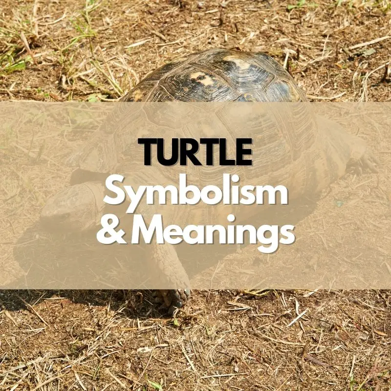 turtle symbolism and meaning