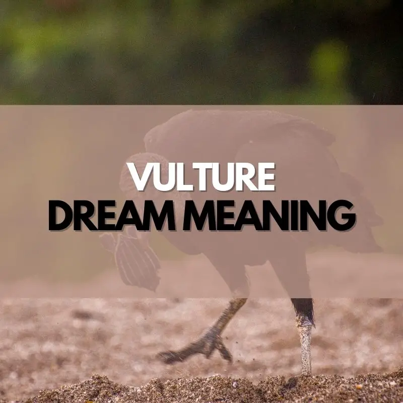vulture dream meaning