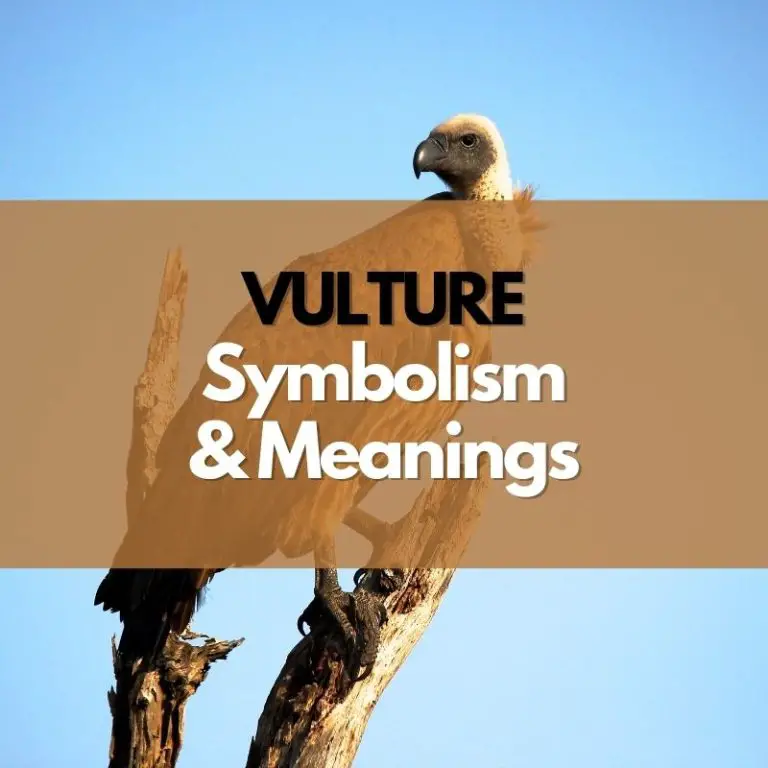 What Does a Vulture Symbolize?