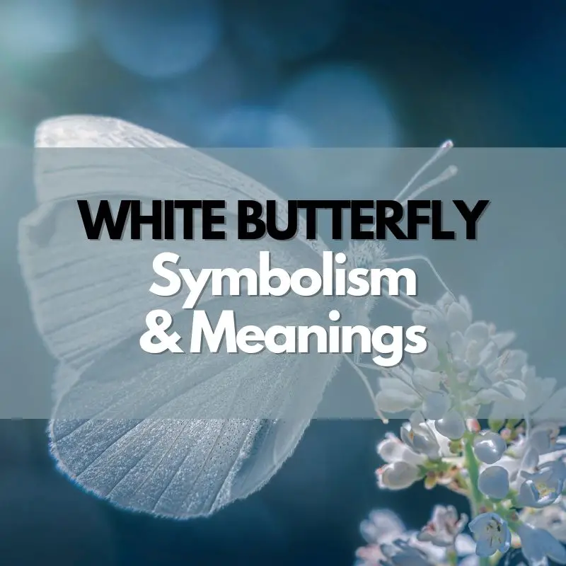 white butterfly symbolism and meaning