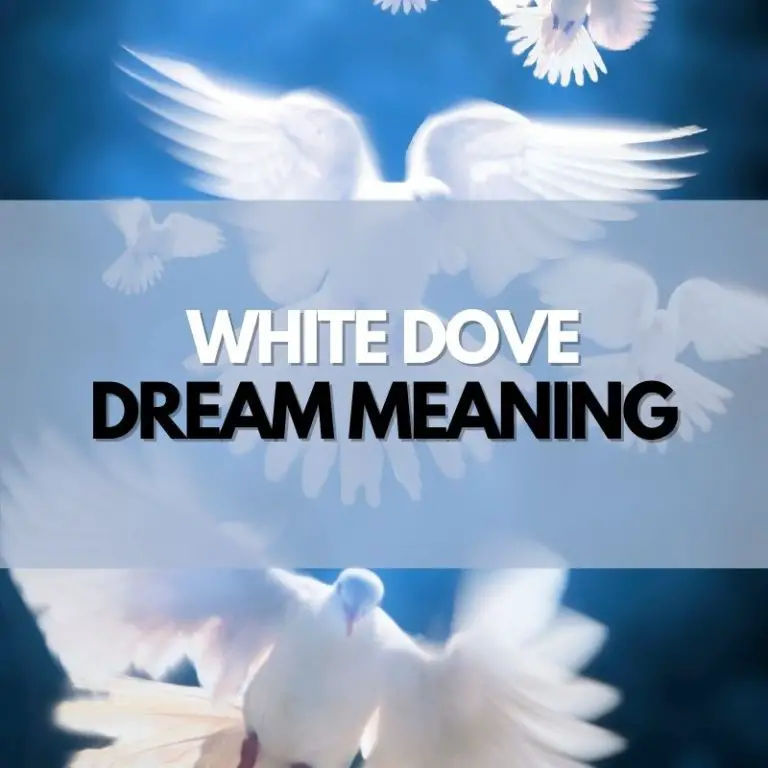 White Dove Dream Meaning