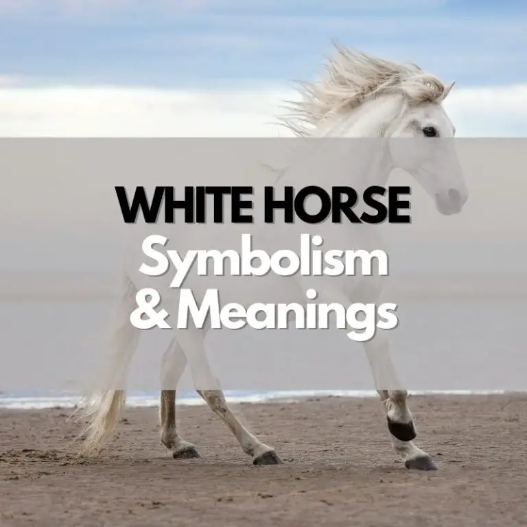 What Does a White Horse Symbolize? Symbol Genie