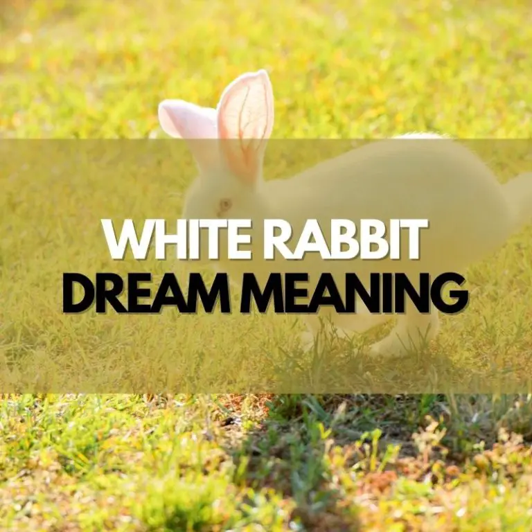 White Rabbit Dream Meanings & Interpretations Symbol Genie