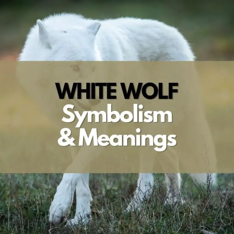 What Does a White Wolf Symbolize?