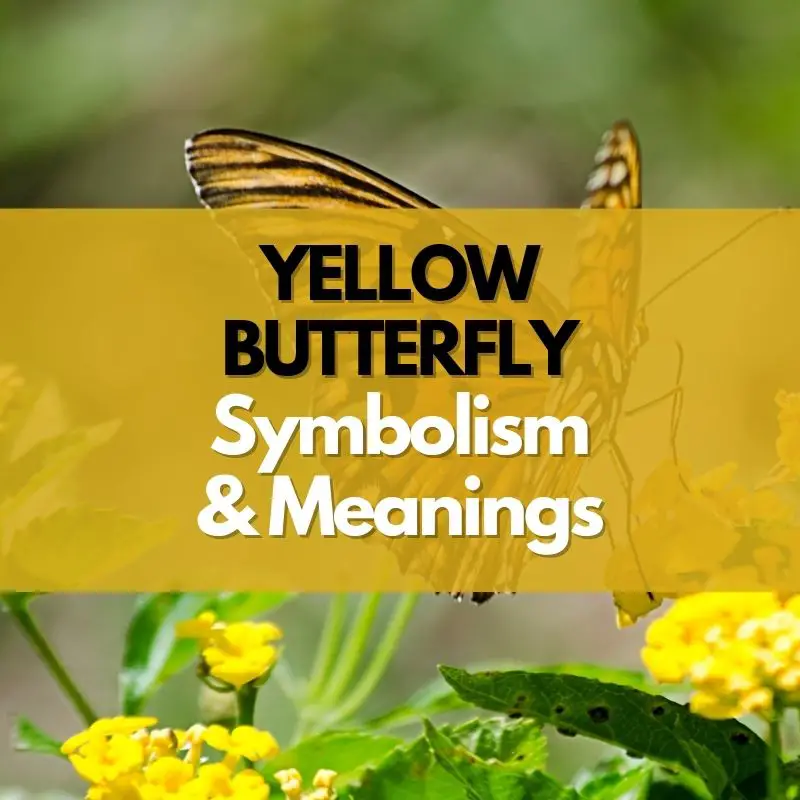 yellow butterfly symbolism and meaning