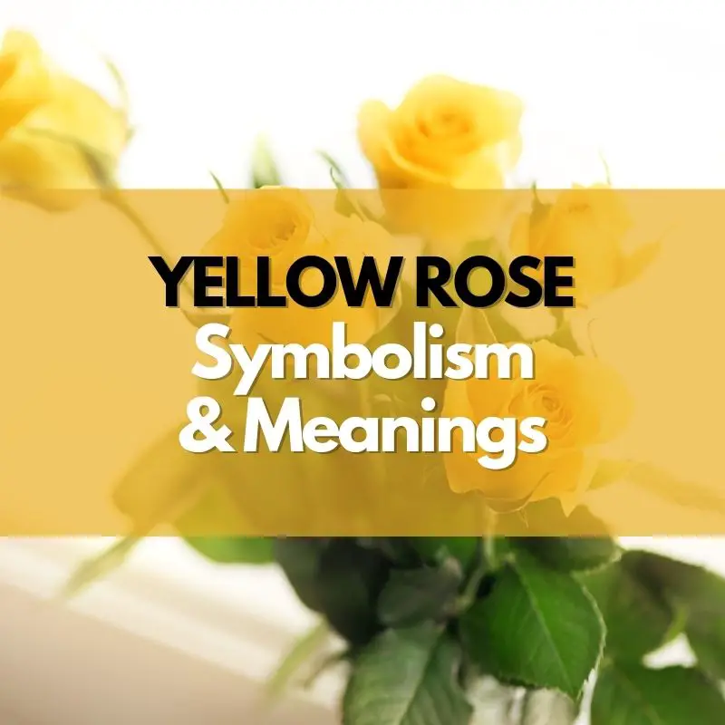 yellow rose symbolism and meaning