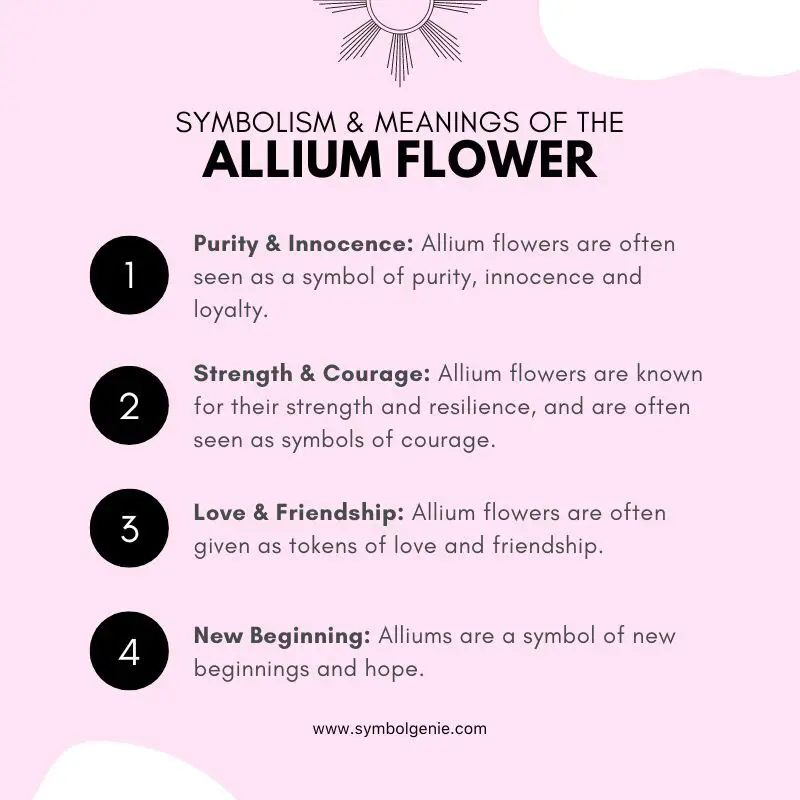allium flower meanings