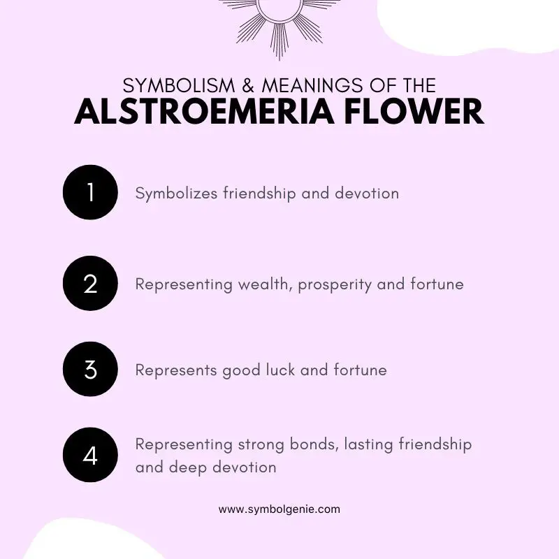 Alstroemeria Flower symbolism