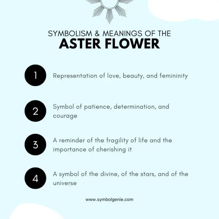 Aster Flower Symbolism, Meanings, and History Symbol Genie