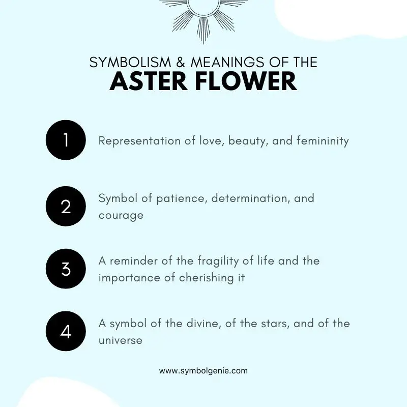 aster flower symbolism