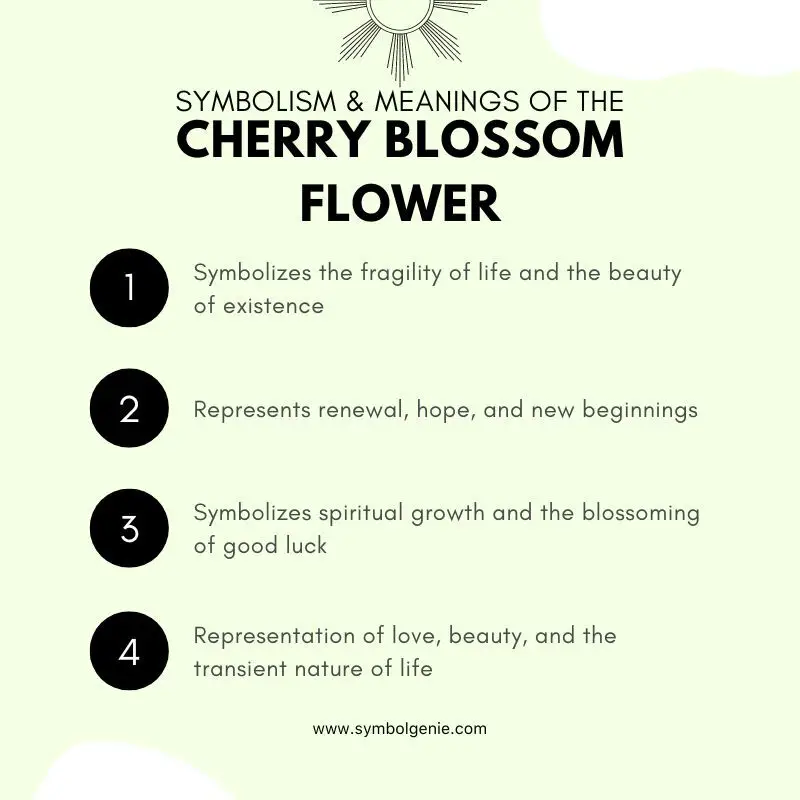 Cherry Blossom Flower Symbolism, Meanings, and History Symbol Genie