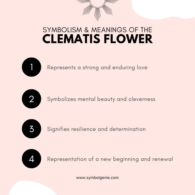 Clematis Flower Symbolism, Meanings, and History Symbol Genie