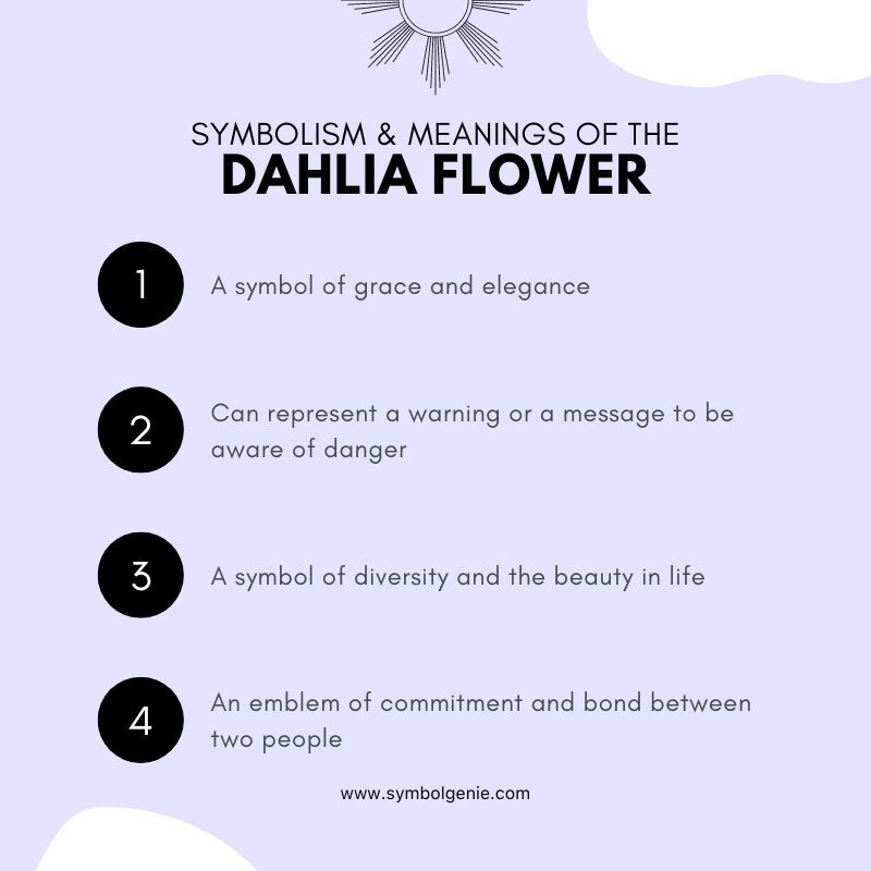 dahlia flower symbolism