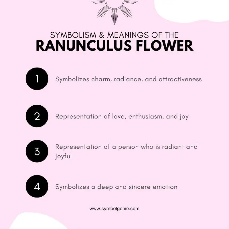 Ranunculus flower symbolism