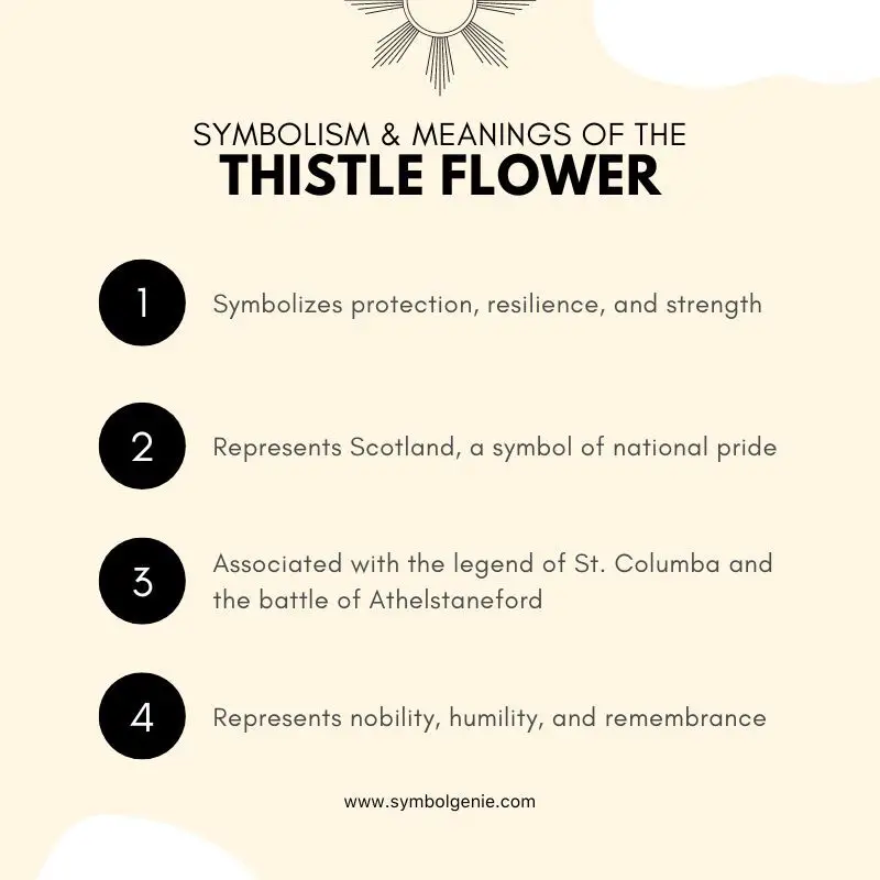symbolism of thistle flower