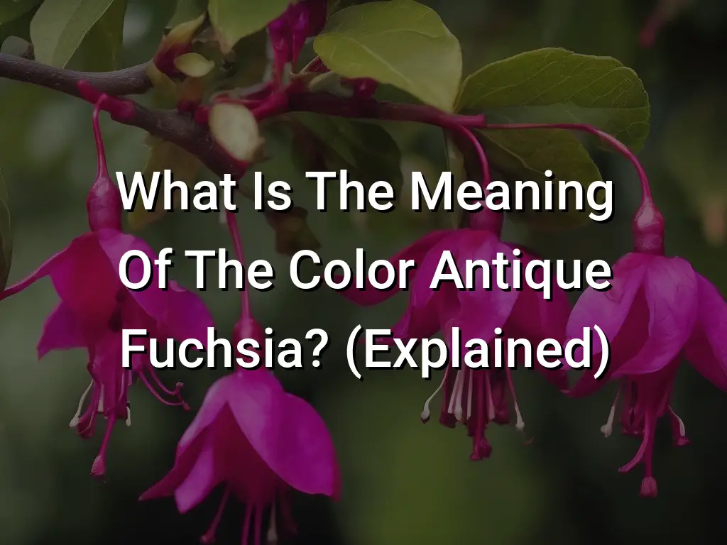 What Is The Meaning Of The Color Antique Fuchsia? (Explained) - Symbol ...