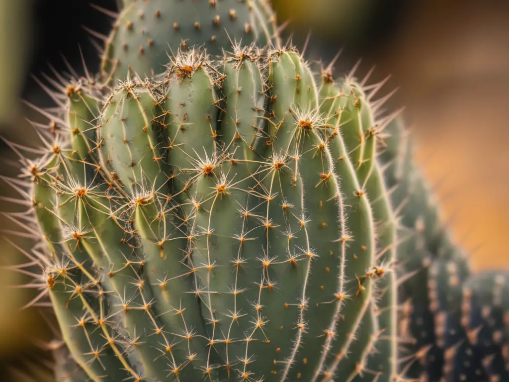 cactus symbolism